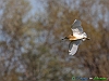 Uccelli ciconiiformi 31 - Sgarza ciuffetto.jpg